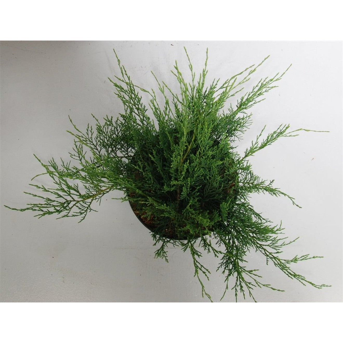 Virginsk en – Juniperus virginiana 'Grey Owl' - C5 30-40 CM